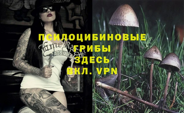 шишки Белокуриха